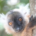 What You Need to Know About Traveling in Madagascar