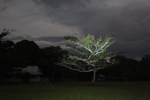 Tree at night with side illumination