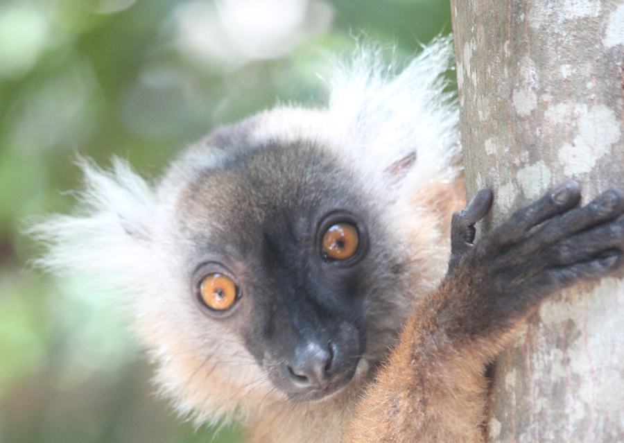 What You Need to Know About Traveling in Madagascar
